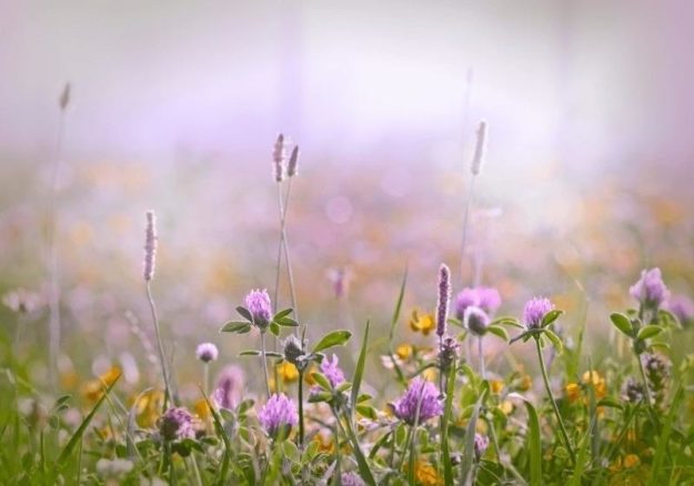 Червена детелина при менопауза Червена детелина при менопауза